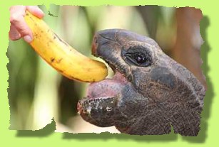 Aldabra giant tortoise in Boko Boko tropical garden, Kenya
