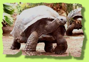 Aldabra giant tortoise in Boko Boko tropical garden, Kenya