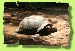 Aldabra giant tortoise in Boko Boko tropical garden, Kenya