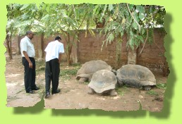Aldabra giant tortoise in Boko Boko tropical garden, Kenya